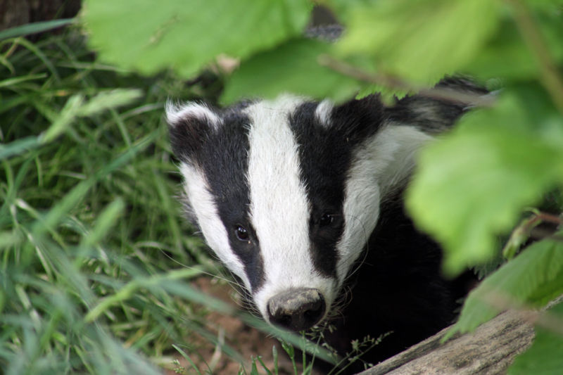 Baby Badger on the look out