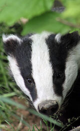 Baby Badger on the look out