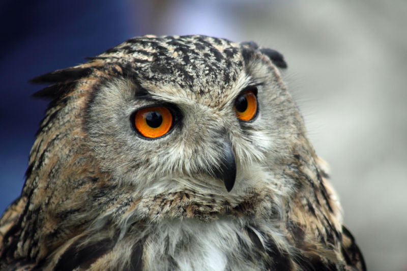 Eagle Owl about to tale flight