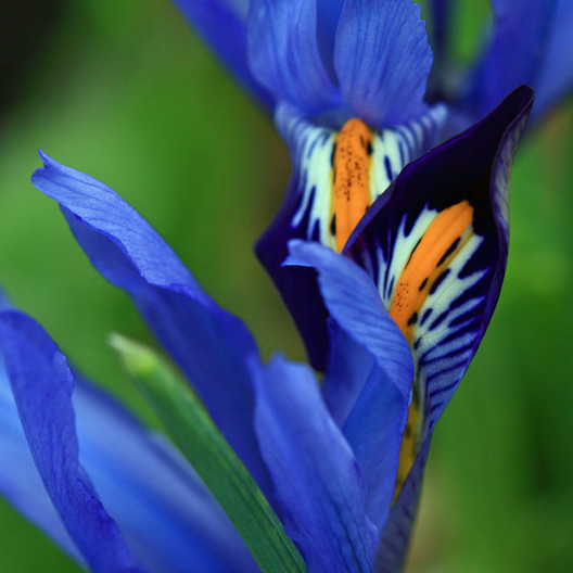Signs of Spring - Blue