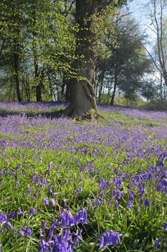 Bluebells at Newbridge, Ashdown Forest