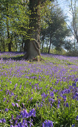 Bluebells at Newbridge, Ashdown Forest
