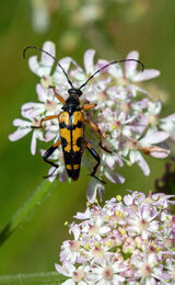 Yellow Longhorn Beetle