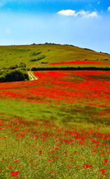 Path to Firle Beacon