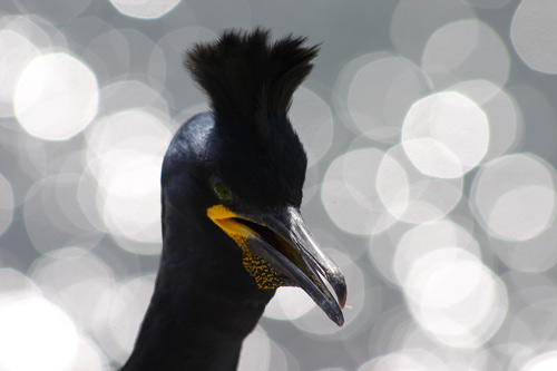 Shag on Farne