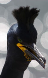 Shag on Farne