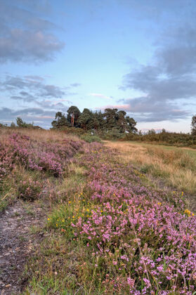 Camp Hill, Ashdown Forest in August