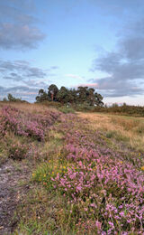 Camp Hill, Ashdown Forest in August