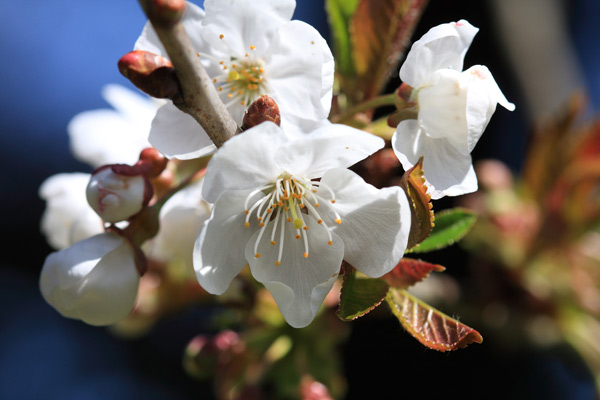 In the cherry blossom's shade