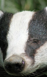 An Inquisative Badger Cub