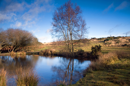 Greetings Card: Ellison's Pond Late Afternoon, Ashdown Forest
