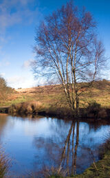 Greetings Card: Ellison's Pond Late Afternoon, Ashdown Forest