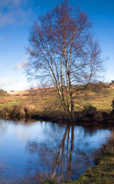 Ellison's Pond, Ashdown Forest