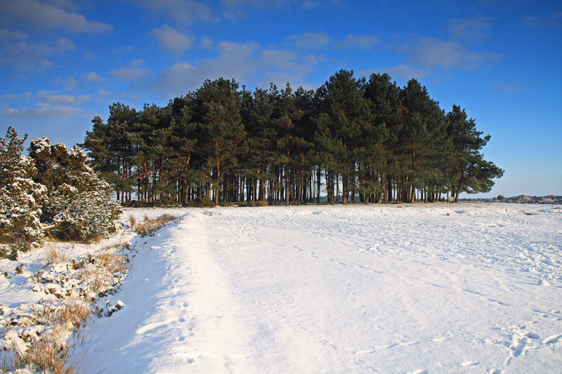 Christmas Card: Friends Clump in Snow