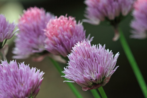 Field of Chives, Sussex