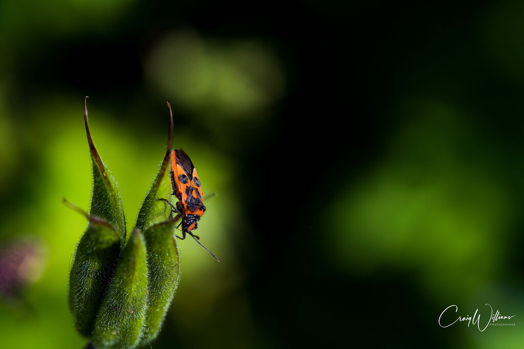 Firebug Macro (Pyrrhocoris apterus)