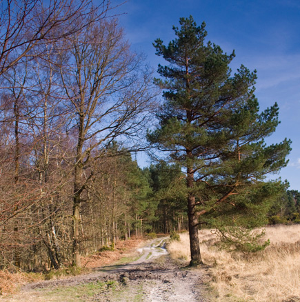 A Forest Path, Chelwood Gate, Ashdown Forest