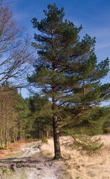 A Forest Path, Chelwood Gate, Ashdown Forest