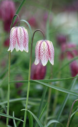 Pink Frittalaria