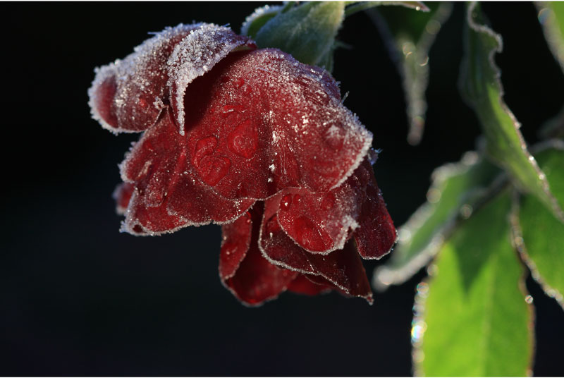 The last rose of summer
