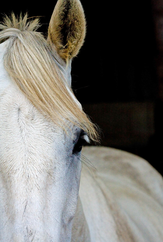 White Horse, Ashdown Forest, Sussex