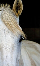 White Horse, Ashdown Forest, Sussex