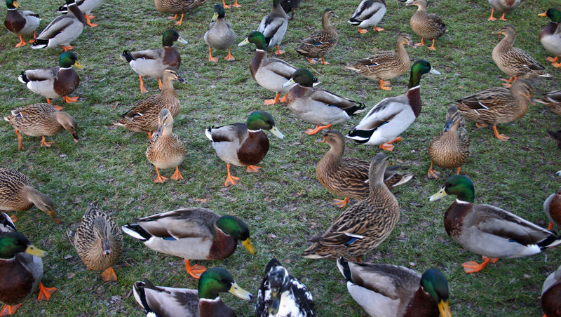 Ducks going quackers