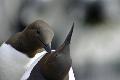 Two Love Birds