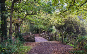 Early Morning at Pooh Bridge