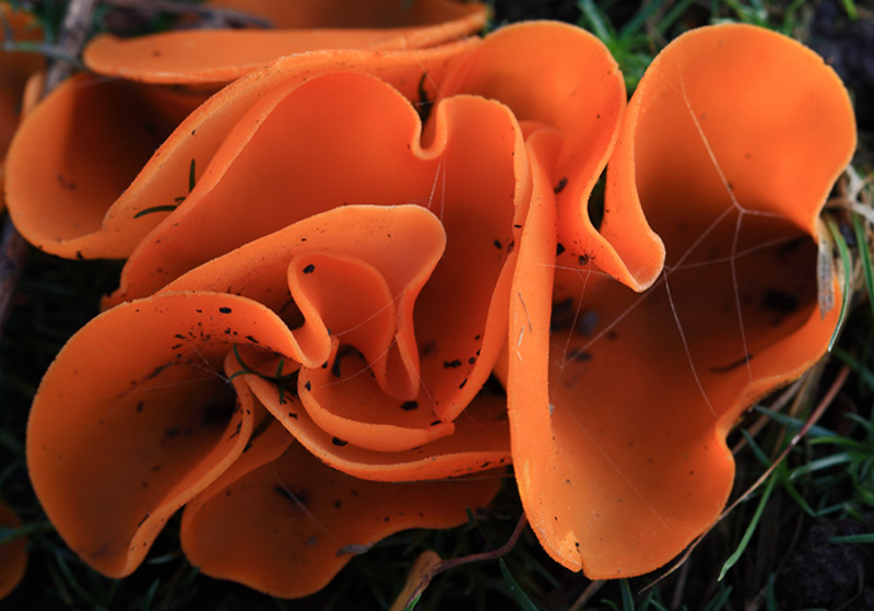 Orange Jelly Fungi, Ashdown Forest, East Sussex