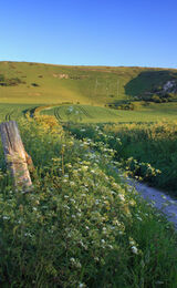 The path to the Long Man, Wilmington, Sussex