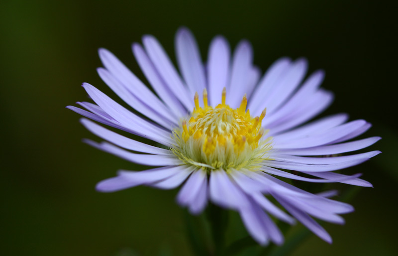 Michaelmas Daisy