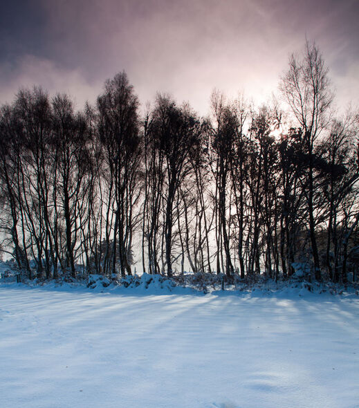 Millbook Clump in Snow