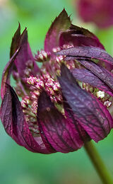 Astrantia Major - opening time