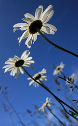 Oxeye Daisy in Sunshine