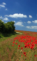 Path to Firle Beacon