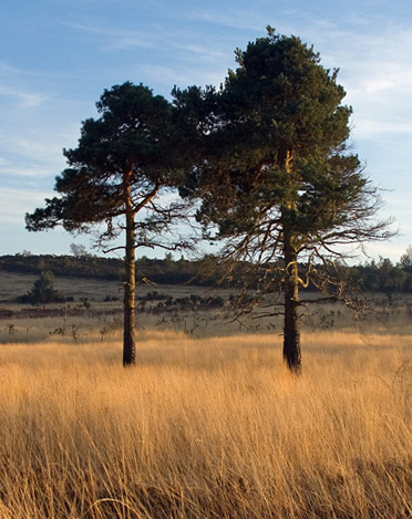 Pine Trees late afternoon Ashdown Forest