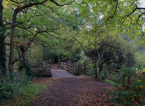 Early Morning at Pooh Bridge