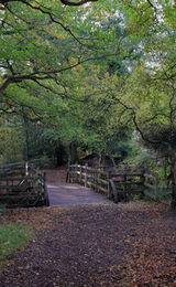 Card: Pooh Bridge