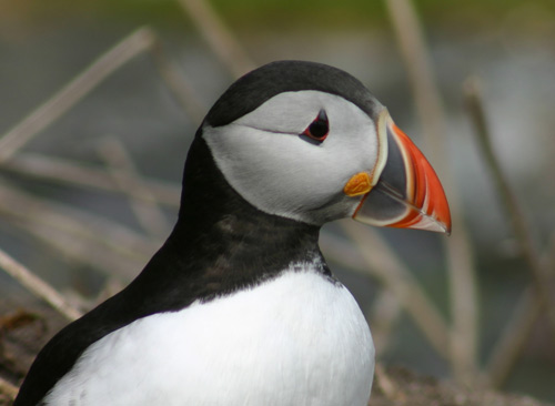 Puffin portrait