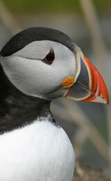 Puffin portrait