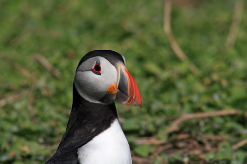 Puffin portrait