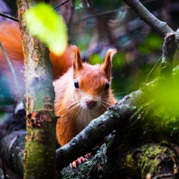 Red Squirrel Watching Me Watching Him