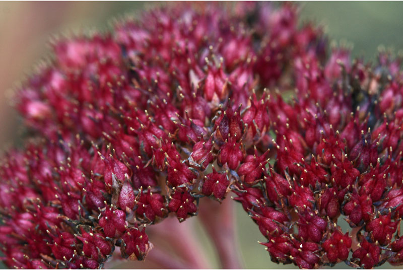 Sedum Seedhead, Wakehurst Place, Sussex