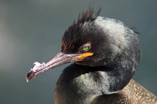Shag nesting on Farne