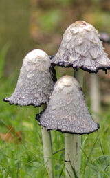 Shaggy Ink Cap Mushroom