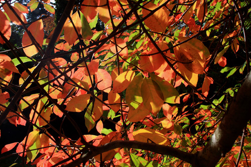 Autumn Leaves