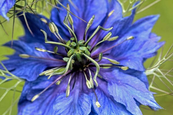 Nigella (Love in the Mist)
