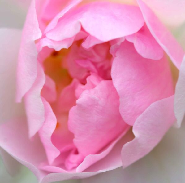 Rambling Rose