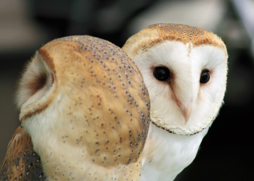 Barn Owl Siblings